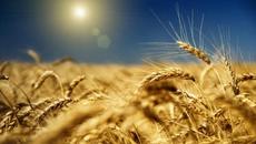 Суша изгори 28 хил. декара с есенници в България, но! Хляб ще има! - Videoclip.bg