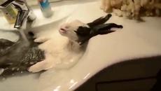 Не сте виждали такова видео! Заек се радва много, като го къпят (ВИДЕО) - Videoclip.bg