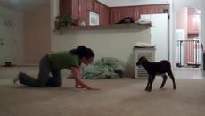 Подскачащото агънце! Вижте щастлив домашен любимец агне  :) - Videoclip.bg