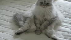 Вижте котка седи и тя под карантина и стана още по-мързелива (видео) - Videoclip.bg