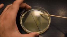 Демонстрация на UV лъчите при убиване на вируси и микроби - UV effects on bacteria time-lapse - Videoclip.bg