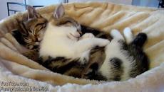 Останете си вкъщи – пазете човешкия живот!! Вижте колко са мили тези котенца - Videoclip.bg