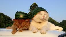 Къде е динята?! На фризьор с котките ми! (видео) - Videoclip.bg