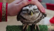 Колко Милички Бухалчета и Сови! Вижте ги :) - Videoclip.bg