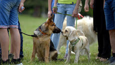 Глобиха семейство за разходка с кучетата им в парк - Морска градина Бургас - Videoclip.bg