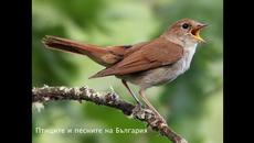 Птиците и песните на България - Videoclip.bg