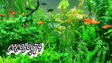 Моите аквариуми - Videoclip.bg