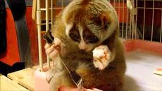 Сладур с вилица! Вижте малко как лемурче хапва ориза (видео) - Videoclip.bg