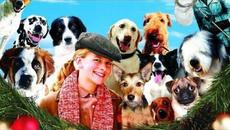 12 Кучета за коледа (ФИЛМ) /Бг Аудио/ 2012/ - Videoclip.bg