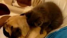 Коте стана масажист (ВИДЕО) - Videoclip.bg