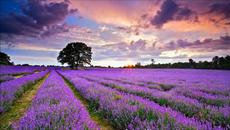 iLe – Vienen A Verme (They Come To See Me) English Lyrics - Videoclip.bg