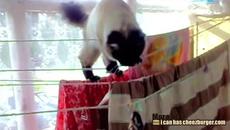 Вижте коте как смело ходи по въже (ВИДЕО) - Videoclip.bg