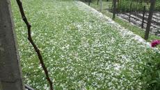 Градушка като лешник съсипа продукция в Гоцеделчевско - Videoclip.bg