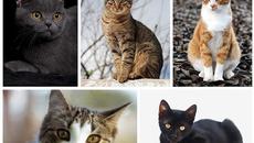 Протест на граждани и ареста на пенсионерите, убили брутално съвсем невинна котка (ВИДЕО) - Videoclip.bg