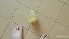 Вижте най-чаровното малко жълто патенце (ВИДЕО) - Videoclip.bg