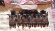 Малки сладки кученца спят и ни пожелават лека нощ (ВИДЕО) - Videoclip.bg