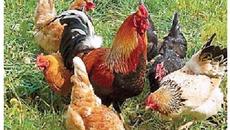 За домашен любимец петленце! (ВИДЕО) - Videoclip.bg