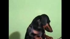 Кучето ди джей (Смях) - Videoclip.bg