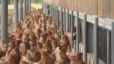 Умъртвяват над 170 000 щастливи кокошки в Асеновградско село, според собствениците птиците са здрави - Videoclip.bg