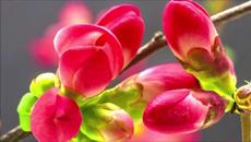 Рилеидет - Моята група на любовта - Videoclip.bg