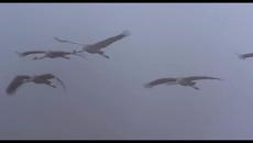 Сергей Орлов  -  Далеко далеко журавли улетели - Videoclip.bg