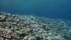 АЛЕКСЕЙ КОРОТИН - БИРЮЗА - Videoclip.bg