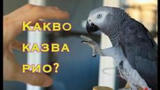 Папагала Рио говори-Какво бе, Какво правиш бе, Star Wars, Imperial March, Смях, Рио е абонат... - Videoclip.bg