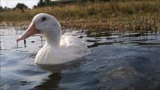 Красива патица!!! Duck Got Handsy: His way of giving a High Five - Videoclip.bg