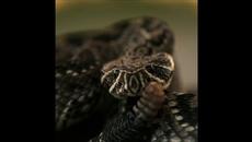 CCh 4 First Look - Teaser #3 - Videoclip.bg