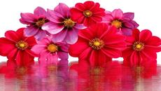 •✿• Багри в изобилие - далии •✿• - Videoclip.bg