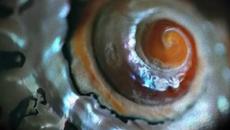 Камен Тодоров – „Фантазии в черупка“ (поезия) - Videoclip.bg