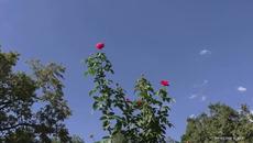 Владимир Птица - Летят года - Videoclip.bg