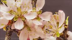 Златен ✴ саксофон - Videoclip.bg