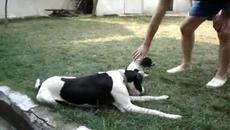 Аякс и Айк - баща и син - Videoclip.bg