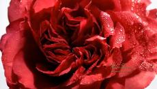 ~~ Червените ми устни за теб ~ - Videoclip.bg