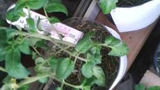 Разсади на петия етаж - Videoclip.bg