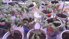 Домати отгледани необичайно 3-та част - Videoclip.bg