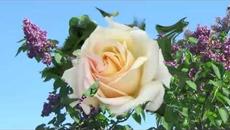 Дождь и солнце.   Музыка Сергея Чекалина. Rain and sun. Music by Sergei Chekalin. - Videoclip.bg