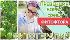 2.Топ 5 рецепти 2020 ФИТОТЕРАПИЯ срещу ФИТОФТОРА по доматите. Еко, био борба, превенция против мана. - Videoclip.bg