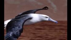 Fleetwood Mac & Peter Green  - Albatross - Videoclip.bg