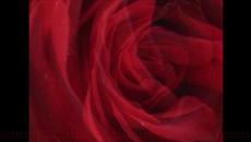 Agnes Obel - Won't You Call Me - Videoclip.bg