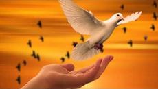 Сергей Чекалин  -  Июльский вечер!   Романтическое свидание в Петербурге! - Videoclip.bg