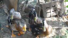 Вижте Патици играят футбол с клюн - Videoclip.bg 2013/2020 г. - Videoclip.bg