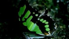 Камен Тодоров – „Пеперуда“ (поезия) - Videoclip.bg