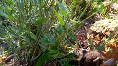 Най-милият пъдпъдък ..няма си другарче - Videoclip.bg