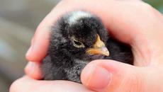 Песента на пиленцата - Videoclip.bg - Videoclip.bg