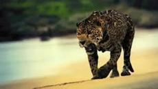 Creedence Clearwater Revival - Run Through the Jungle - С вградени BG субтитри - Videoclip.bg