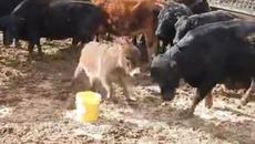 Давид и Голиат - Videoclip.bg