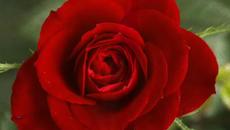 Роси и Камен – „Вечна Любов“ (поезия) - Videoclip.bg