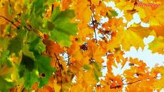 Красивой Осени! - Videoclip.bg